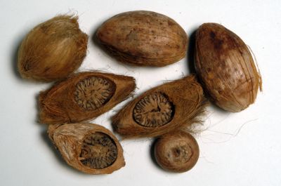 Betel orah.jpg