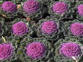 cabbage purple.jpg