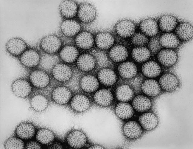 rotavirus